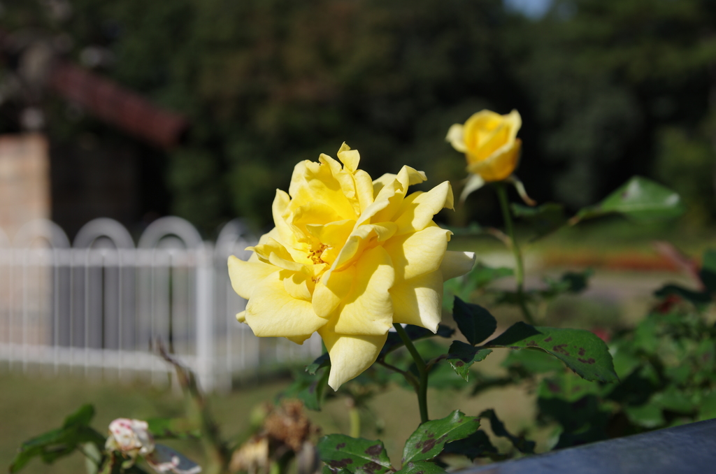 IMGP5079
