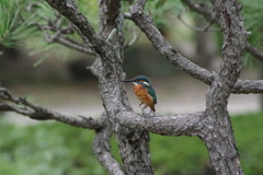 IMGP0095