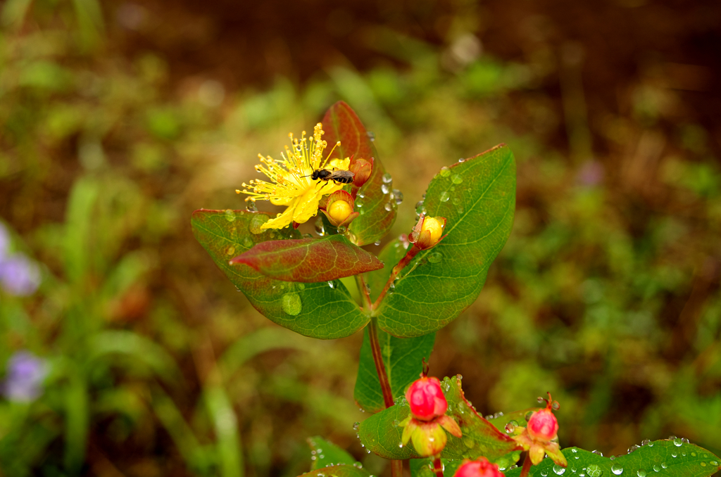 IMGP2905