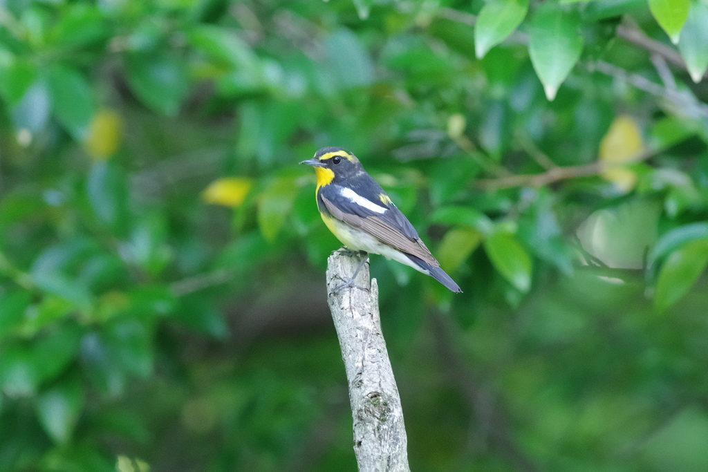 IMGP3853bu5