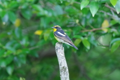 IMGP3853bu5