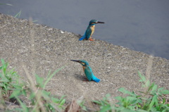 IMGP6542