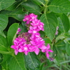 IMGP5499u5