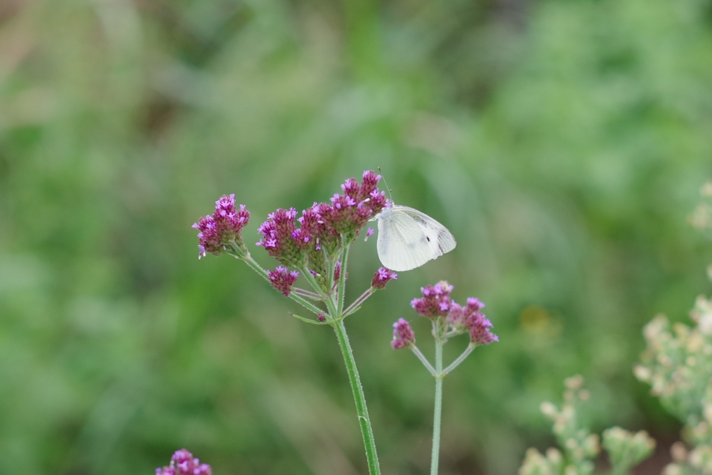 IMGP0928b