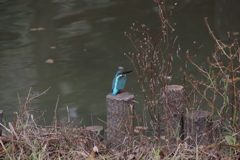 カワセミ君４