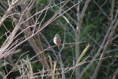 IMGP0737