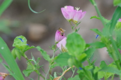IMGP4178u5