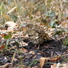 IMGP8573