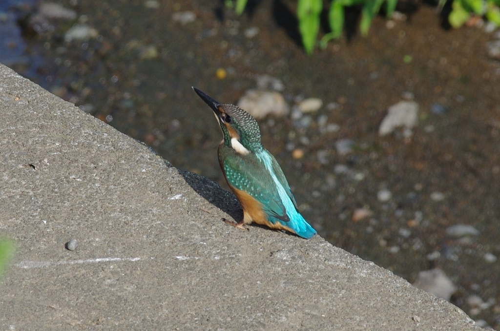 IMGP6482b