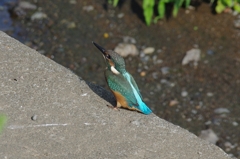 IMGP6482b