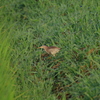 IMGP5973bu5