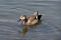 IMGP1655
