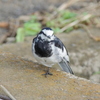IMGP7856bu5