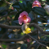 IMGP2462