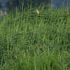IMGP5982bu5