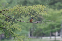 IMGP0372