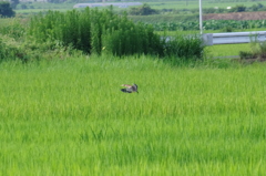 IMGP0768bu5