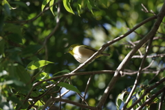 IMGP1241