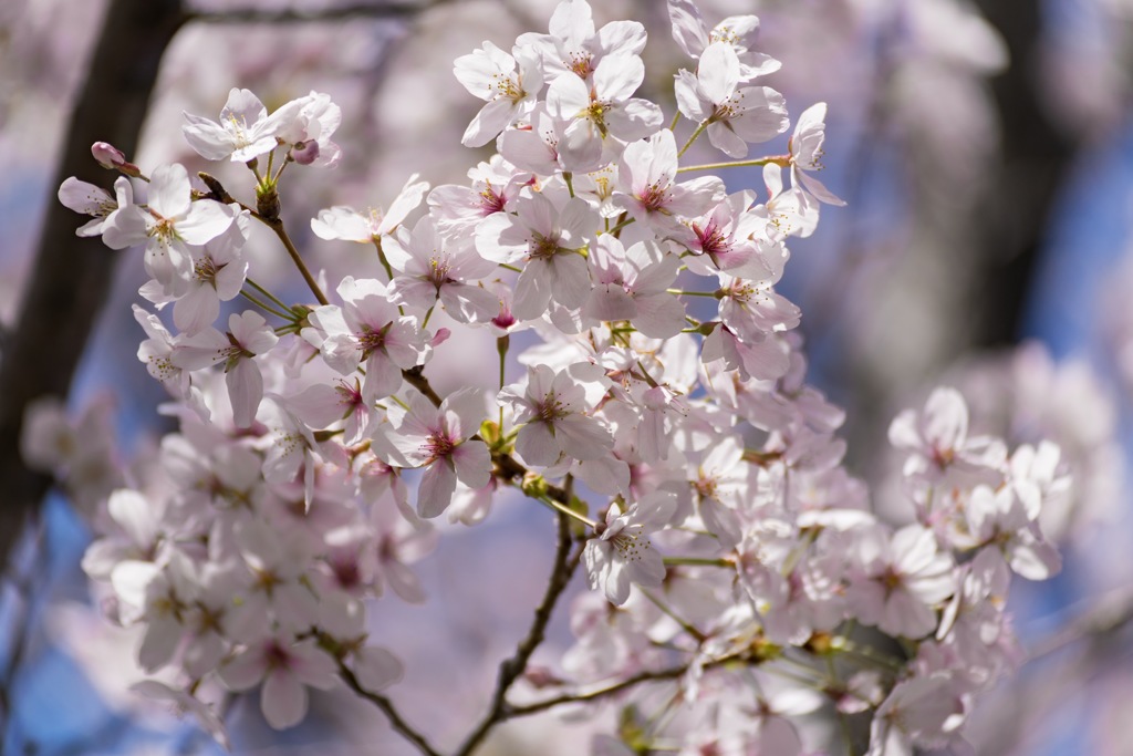 桜ってなんで撮りたくなるんでしょうね？