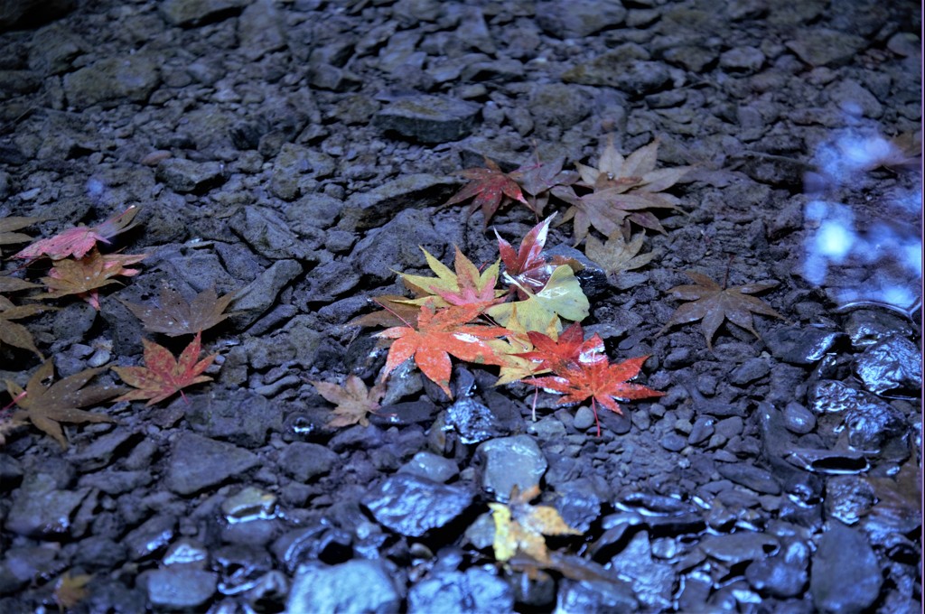 秋の終わり　冬の始まり