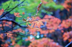 秋の終わり