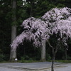 桜も散り始めてまいりました。