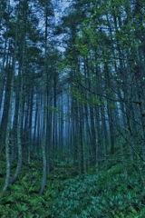 霧森林