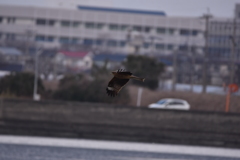 鳶