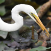 ダイサギ
