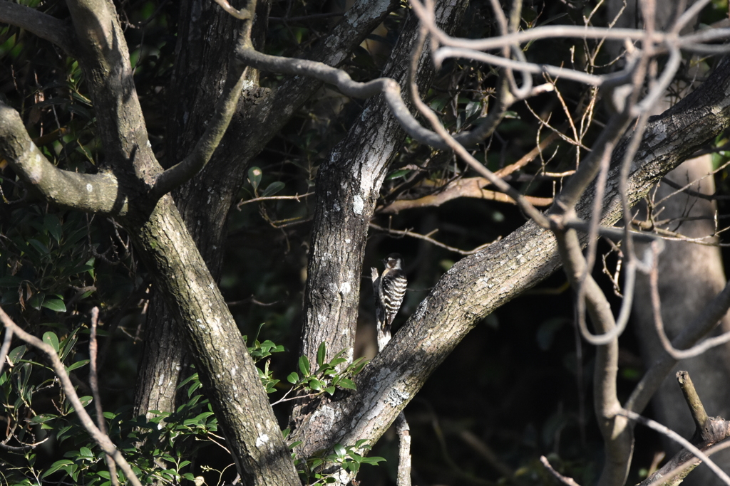 隠れているのは・・・