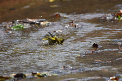 カワラヒワ　西油山