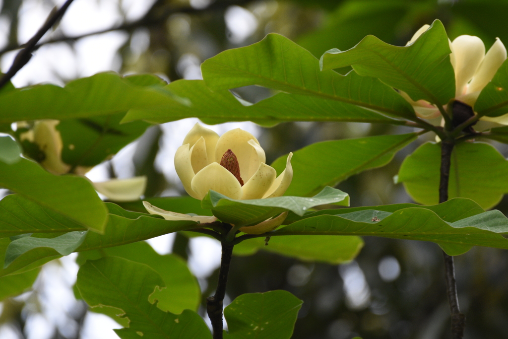 ホオノキの花