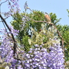 ホオジロくん藤の花に囲まれて唄う
