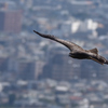 鳶　油山より
