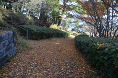 落ち葉の道