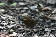 クロヒカゲ　西油山