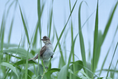 オオヨシキリ　今津湾