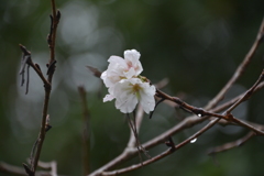 サクラが咲いてました