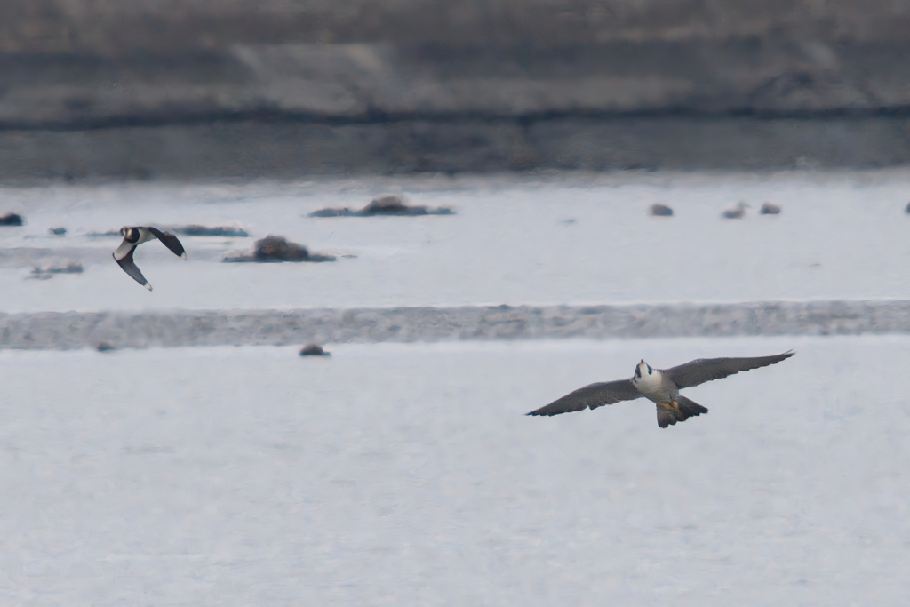 追うハヤブサ　逃げるタゲリ1