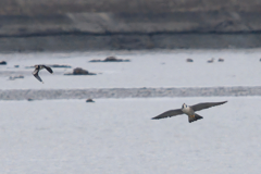 追うハヤブサ　逃げるタゲリ1