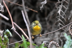 いきなり現れたソウシチョウ