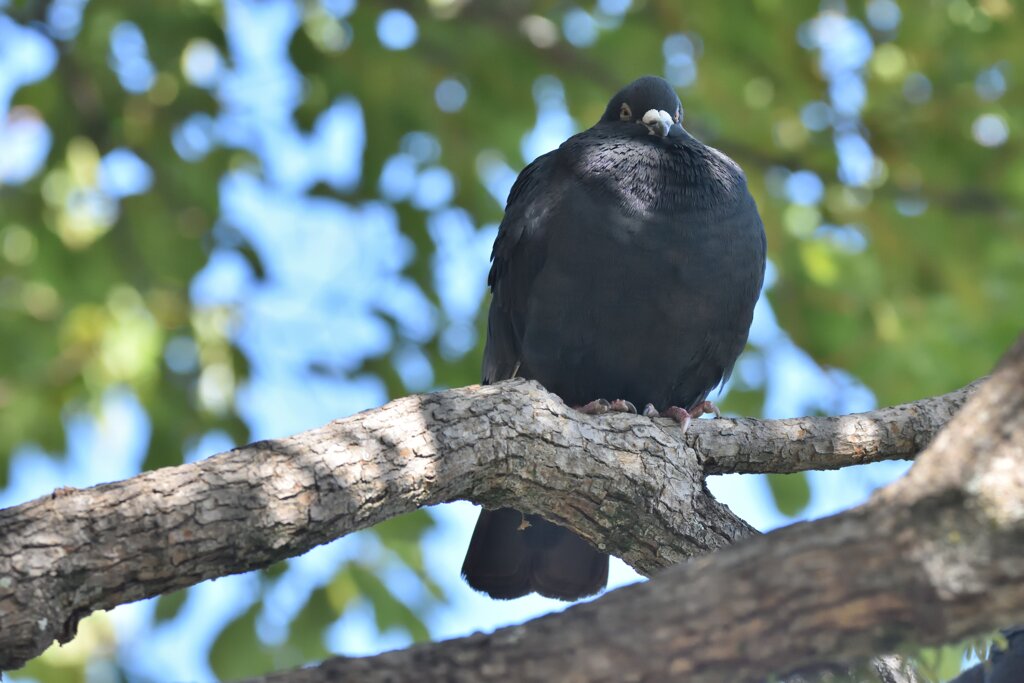 これは・・・鳩だよな～(^^;)