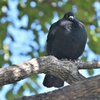 これは・・・鳩だよな～(^^;)