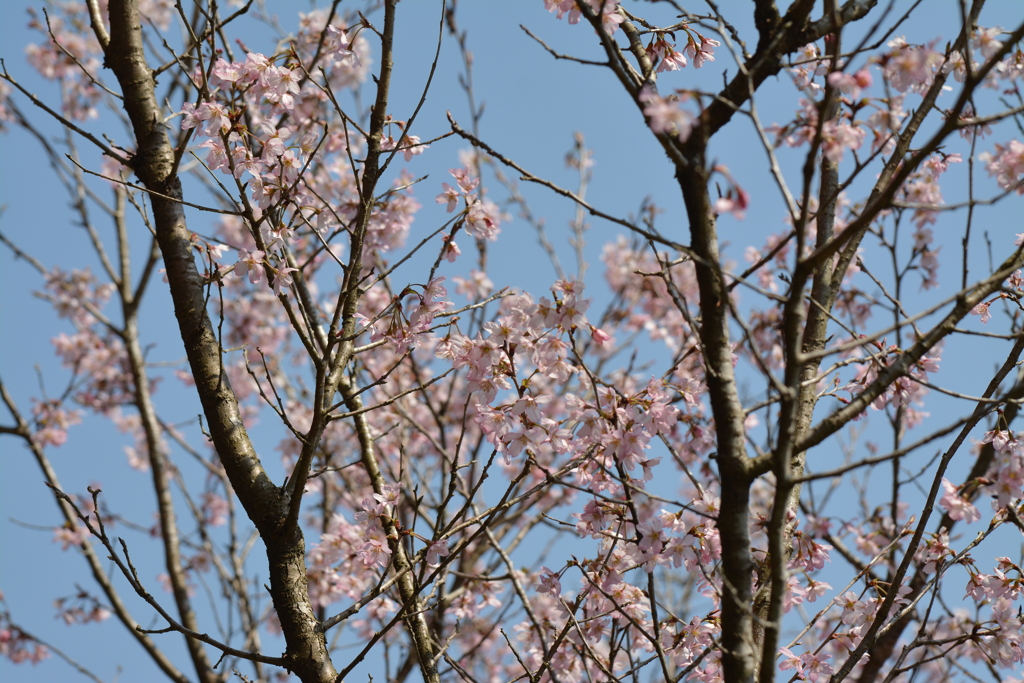 桜