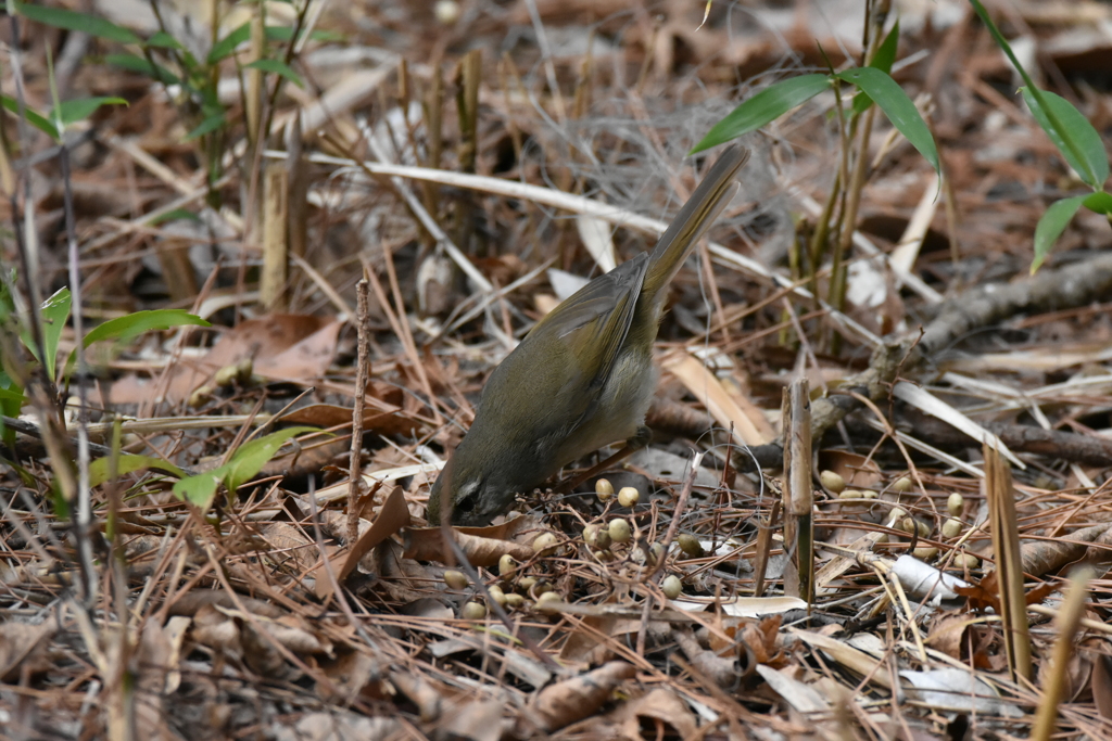 ヒョイと出てきたウグイスさん