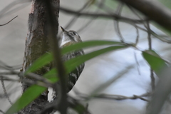 コゲラ　西南の杜湖畔公園