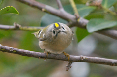 新年明けましておめでとうございます