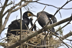 カワウの子育て