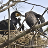 カワウの子育て
