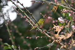 梅とメジロ